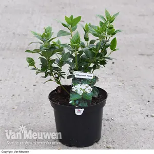 Viburnum tinus 9cm Potted Plant x 2