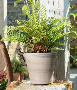 Meerkat Plant Pot Hanger - L10.5 x W3.5 x H5 cm