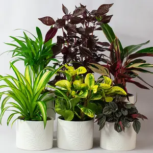 Pet Friendly Plants Indoor - Mix of 6 Real House Plants in 13cm Growers Pots