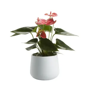 GoodHome Flamingo flower in Ceramic Decorative pot 12cm