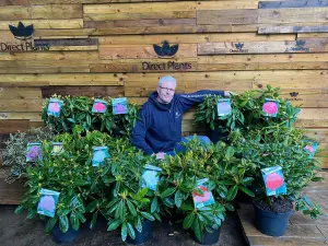 Direct Plants Rhododendron Marcel Menard Evergreen Shrub Plant Extra Large in a 10 Litre Pot