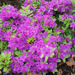 Azalea Purple - Evergreen Shrub, Exquisite Purple Blooms (20-40cm Height Including Pot)