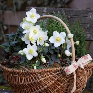 Hellebore Christmas Carol 12cm Potted Plant x 6