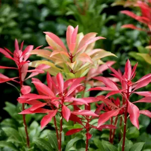 Mountain Fire Lily Of The Valley Shrub Plant Pieris Japonica 2L Pot