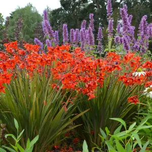 Crocosmia Fairy Crimson in 9cm Pot - Herbaceous Perennial - Ready to Plant