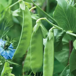 Mangetout Pea Snow Wind 1 Packet (125 Seeds)