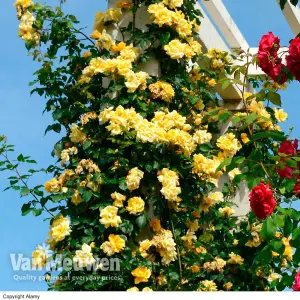 Rose  (Climbing) Golden Showers 3 Litre Potted  Plant x 1