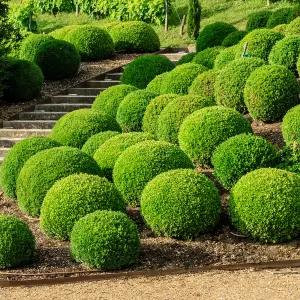 2 x Buxus Sempervirens Balls (60-80cm Height Including Pot) - Classic Ball Shape, Evergreen Foliage, Sun or Partial Shade