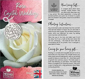 Crystal Wedding Rose Bush Gift Wrapped - 15th Anniversary Plant