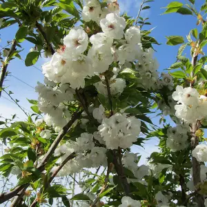 Prunus Shirotae Tree - Semi-Double White Flowers, Hardy, Low Maintenance (5-6ft)