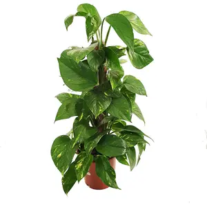 House Plant - Devil's Ivy - Golden Pothos - 12 cm Pot size - 10-20 cm Tall - Epipremnum Pinnatum Aureum - Indoor Plant