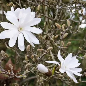 Magnolia Stellata x 2 Plants in 9cm Pots - Starry Magnoliacea - Spring Flowering