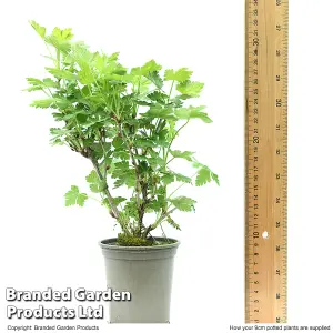 Gooseberry (Ribes uva-crispa) Hinnomaki Red 9cm Potted Plantted Plant x 1