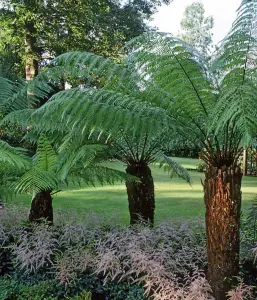 Tree Fern Plant - 40-50cm In Height - Dicksonia Antarctica In a 17cm pot