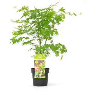 Acer palmatum Going Green 10.5cm Potted Plant x 1