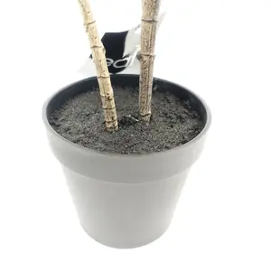 65cm Rubber Plant Artificial in Pot