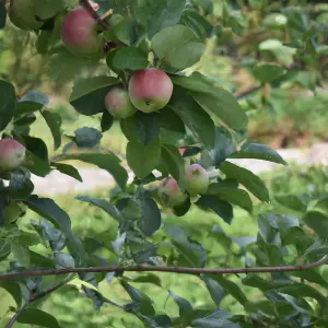 Lincolnshire Fruits Bright Future Potted Apple 12 Litre Tree