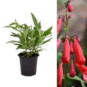 Penstemon 'King George V' in 9cm Pot - Semi-Evergreen Perennial