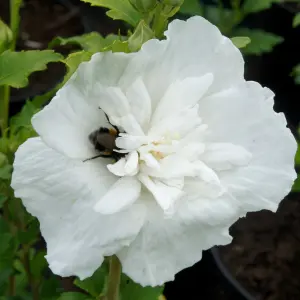 Hibiscus 'White Chiffon' in a 9cm Pot