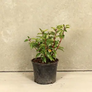 Hedges Direct Portuguese Laurel 20cm Height Evergreen Hedge Plant