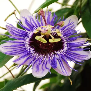 Passiflora Purple Rain Garden Plant - Exotic Blooms, Compact Size (20-30cm Height Including Pot)