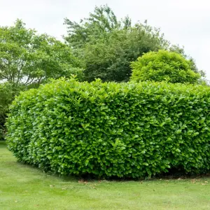 10 x Cherry Laurel Hedging Bare Root Plants - 60-80cm Evergreen Foliaged Winter Hardy Prunus laurocerasus Rotundifolia Shrubs