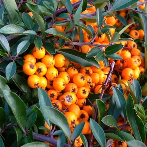 Pyracantha Orange Glow Garden Plant - Vibrant Orange Berries, Compact Size (20-40cm, 10 Plants)