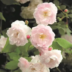 Noisette Carnée Rose Bush White Flowering Roses Climbing Rose 4L Pot