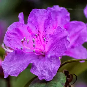 Purple Japanese Azalea (30-40cm Height Including Pot) - Delicate Purple Blooms, Evergreen