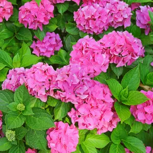 Hydrangea King George Garden Plant - Stunning Mophead Blooms, Compact Size (10-30cm Height Including Pot)