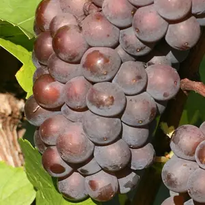 Grape Vitis Szurkebarat - Outdoor Fruit Plant, Ideal for UK Gardens, Compact Size (20-30cm Height Including Pot)