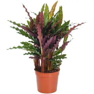 Calathea Elgergrass - Vibrant Foliage, Indoor Houseplant (12cm, 30-40cm)