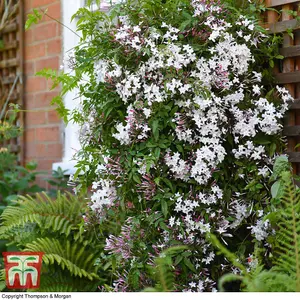 Scented Jasmine - Jasminum x stephanense 'Starry Starry Summer Night' 9cm Potted Plant x 2