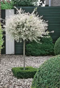 Salix Integra 'Hakuro Nishiki' Tree 60cm in Height - Ornamental Flamingo Willow