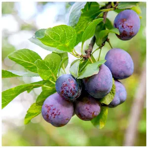 Dwarf Patio Plum Reine Claude d'Althan in 5L Pot Large Purple Tasty Fruit,Lovely Flowers