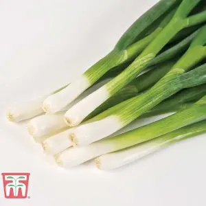 Onion fistulosum Totem 1 Seed Packet (400 Seeds)