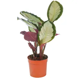 Calathea Picturata - Exotic Foliage, Indoor Houseplant (12cm, 30-40cm)