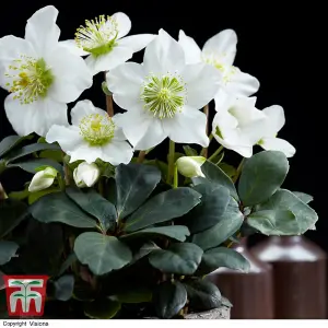 Gift Helleborus Christmas Carol 12cm Pot x 1