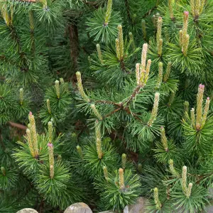 Gardeners Dream Pinus Mugo Mughus (9cm)