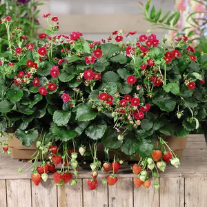 Strawberry (Fragaria) Summer Breeze Rose 9cm Pot x 6