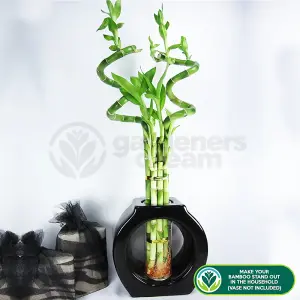 Lucky Bamboo - Serene Trio of Elegance (3 Stems, 40-45cm)