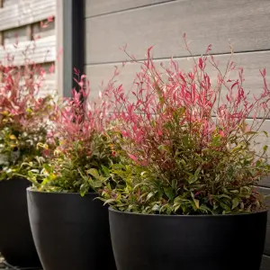 3 x Nandina Firepower Domestica in 9cm Pots - Heavenly Bamboo - Evergreen Shrubs