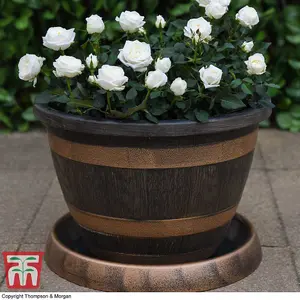 Wooden Barrel Effect Pot & Saucer x 1