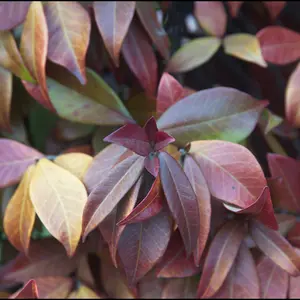 Trachelospermum Jasminoides Winter Ruby - Striking Ruby-red Foliage And Fragrant Flowers - Supplied In A 2l Pot On A Cane