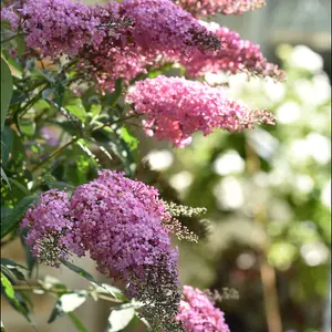 Buddleja hybrida Pink Cascade - 1L pot