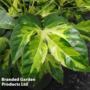 Fatsia Camouflage 9cm Potted Plant  x 2