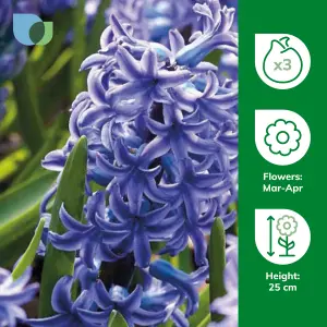 Hyacinth Blue Jacket 3 Flower bulbs