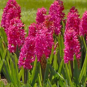 Boston Seeds Jan Bos Hyacinth Bulbs (10 Bulbs)