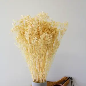 White Bleached Broom Bloom Bunch - 60cm in Height - Dried Flowers - For Home Décor - Flower Arranging