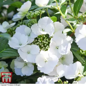 Hydrangea Runaway Bride 3.6 Litre Potted Plant x 1